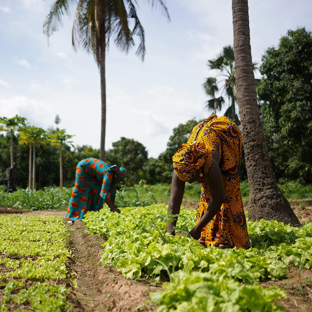 Gallery 04 | Baobab Learning Center